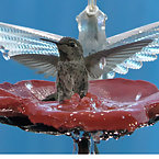 Hummingbird Bathing