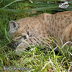 A Sleepy Bobcat Named Raindance