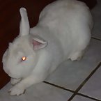 new zeland rabbit