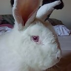 new zeland rabbit