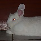 new zeland rabbit