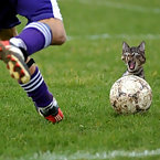 Scared kitty in soccer