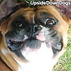 Hmmmmmmmm... am I a upside down dog