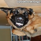 Hmmmmmmmm... am I a upside down dog
