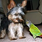 Dogs and Birds