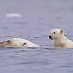 Funny polar bears