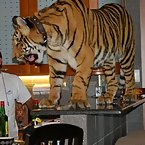 Funny Tiger