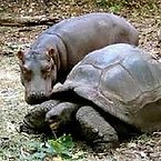 Hippos and Tortoises