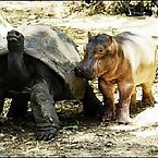 Hippos and Tortoises