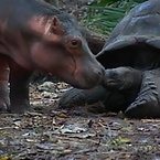 Hippos and Tortoises