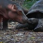 Hippos and Tortoises