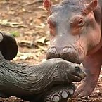 Hippos and Tortoises