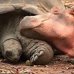 Hippos and Tortoises