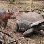 Hippos and Tortoises