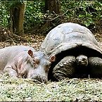 Hippos and Tortoises