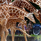 Giraffes