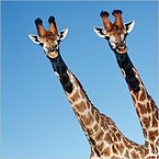 Giraffes