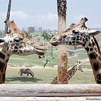 Giraffes