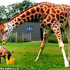 Giraffes