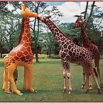 Giraffes