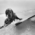 Dogs on Surfboards