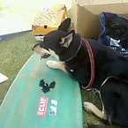 Dogs on Surfboards