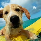 Dogs on Surfboards