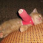 Broken Leg