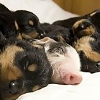 Baby pig with Rottweilers
