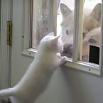 Animals and windows