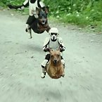 Animals and star wars