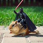 Animals and star wars