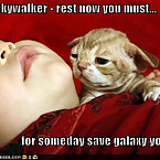 Animals and star wars