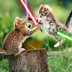 Animals and star wars