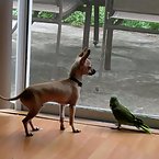 Chihuahua and Parrot