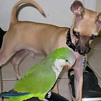 Chihuahua and Parrot