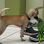 Chihuahua and Parrot