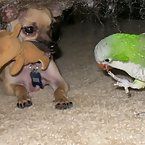 Chihuahua and Parrot