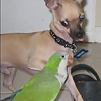 Chihuahua and Parrot