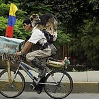Dogs riding