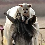 Dogs riding