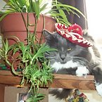 my mexican cats