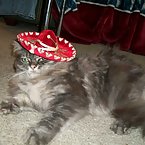 my mexican cats