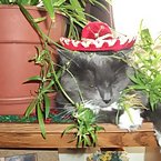 my mexican cats