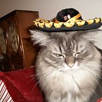 my mexican cats