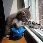 Animals with Guns - Cat Sniper, Monkey with a gun, Squirrel Machine Gu