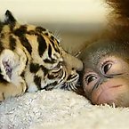 Adorable baby animals