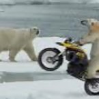 Bears and Bikes