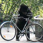 Bears and Bikes