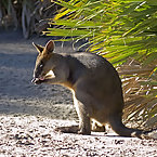 Praying Animals